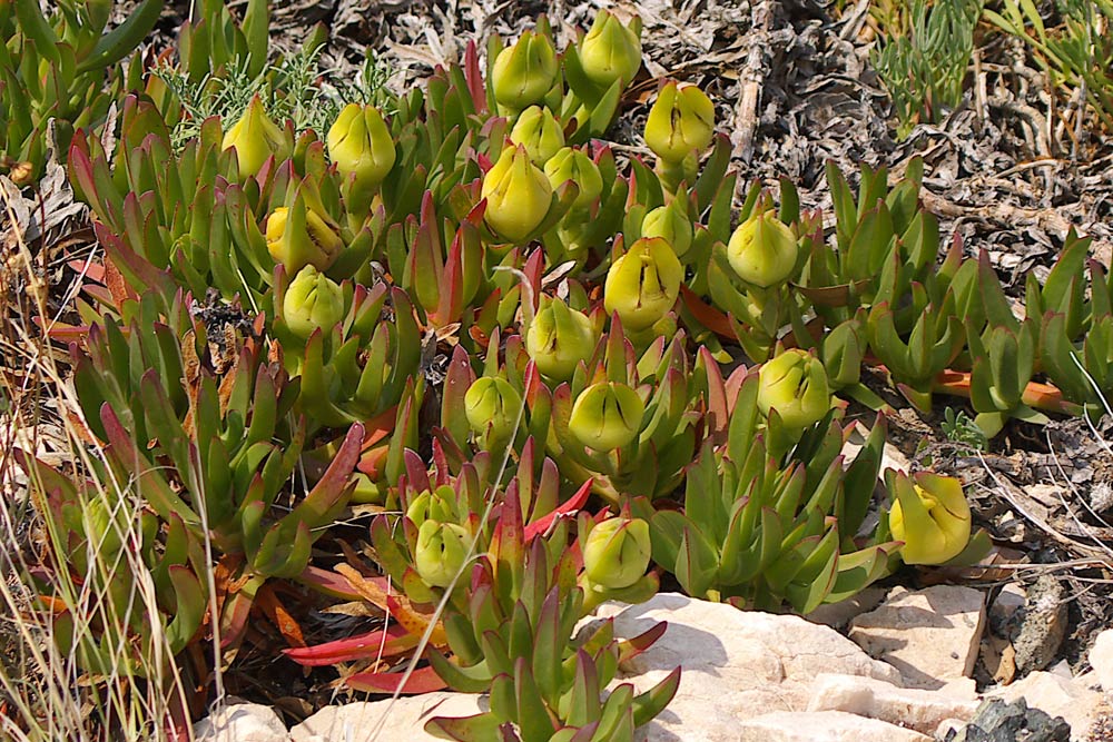 Carpobrotus edulis / Fico degli Ottentotti edule